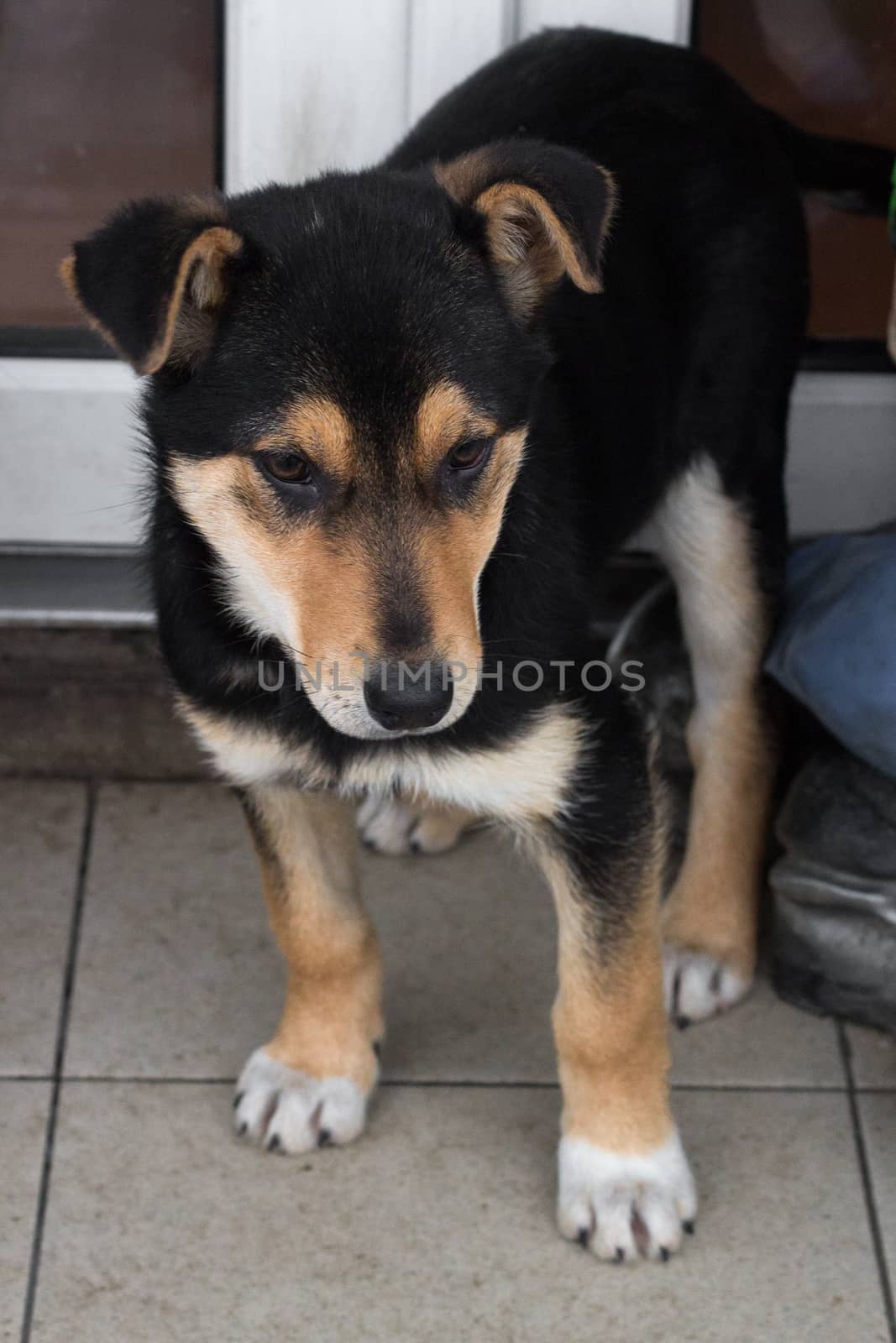 Small black shepherd puppy dog standing close up