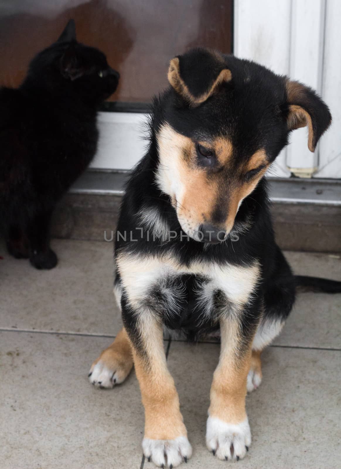 Small black shepherd puppy dog sitting close-up