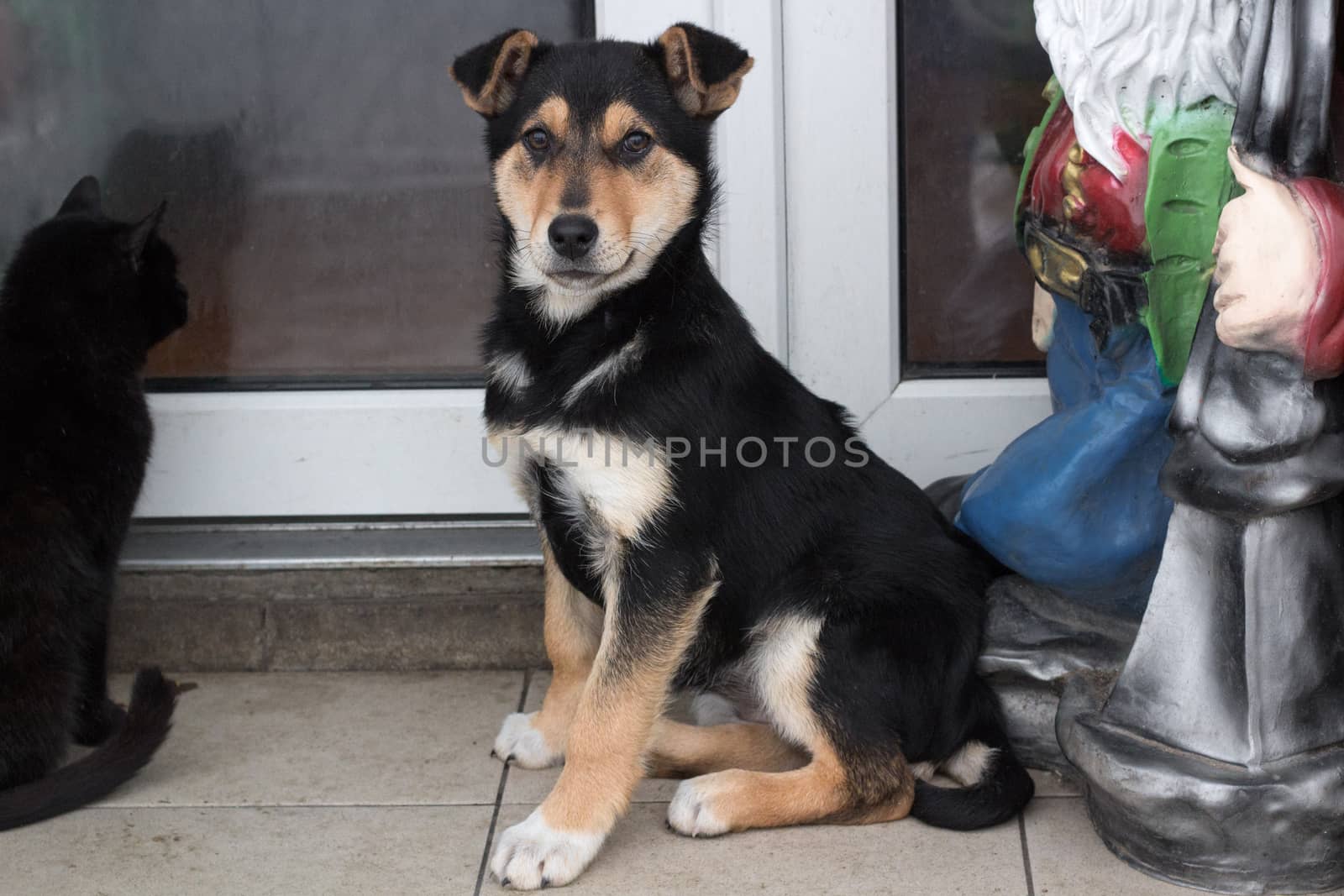 Small black shepherd puppy dog sits close up