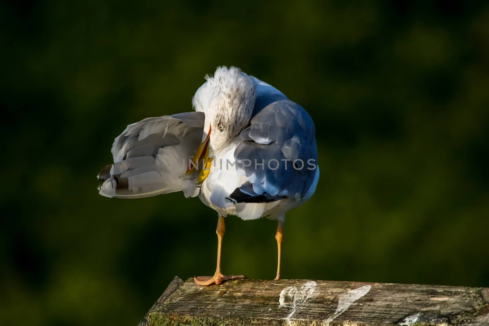 Close up of seagull standing on a pier. Seagull on the roof near Kaniera lake on a sunny autumn day. Seagull on green park background in Latvia. Seagull clear wings against natural green background.