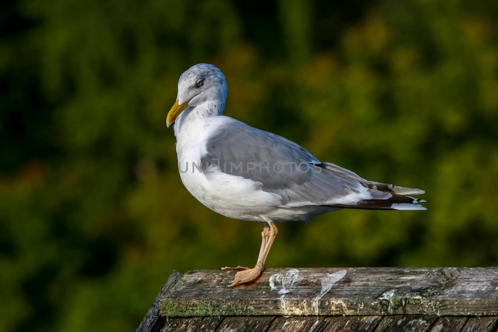Close up of seagull standing on a pier. Seagull on the roof near Kaniera lake on a sunny autumn day. Seagull on green park background in Latvia. Seagull standing against natural green background.