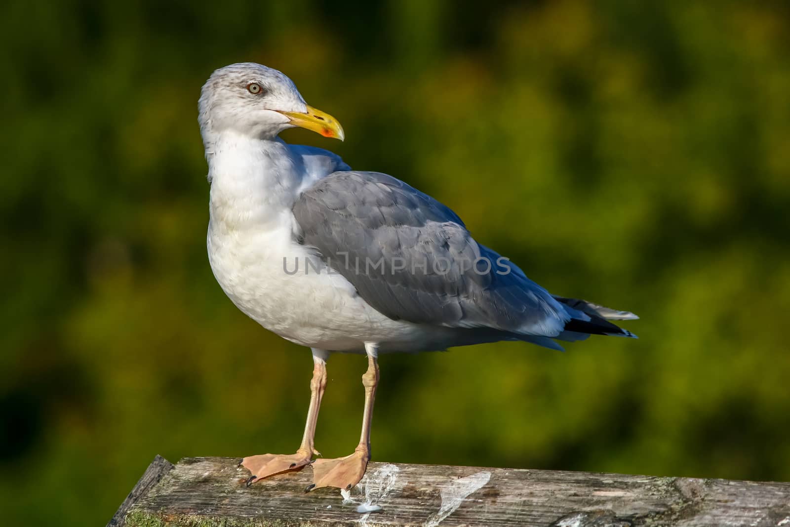 Close up of seagull standing on a pier. Seagull on the roof near Kaniera lake on a sunny autumn day. Seagull on green park background in Latvia. Seagull standing against natural green background.
