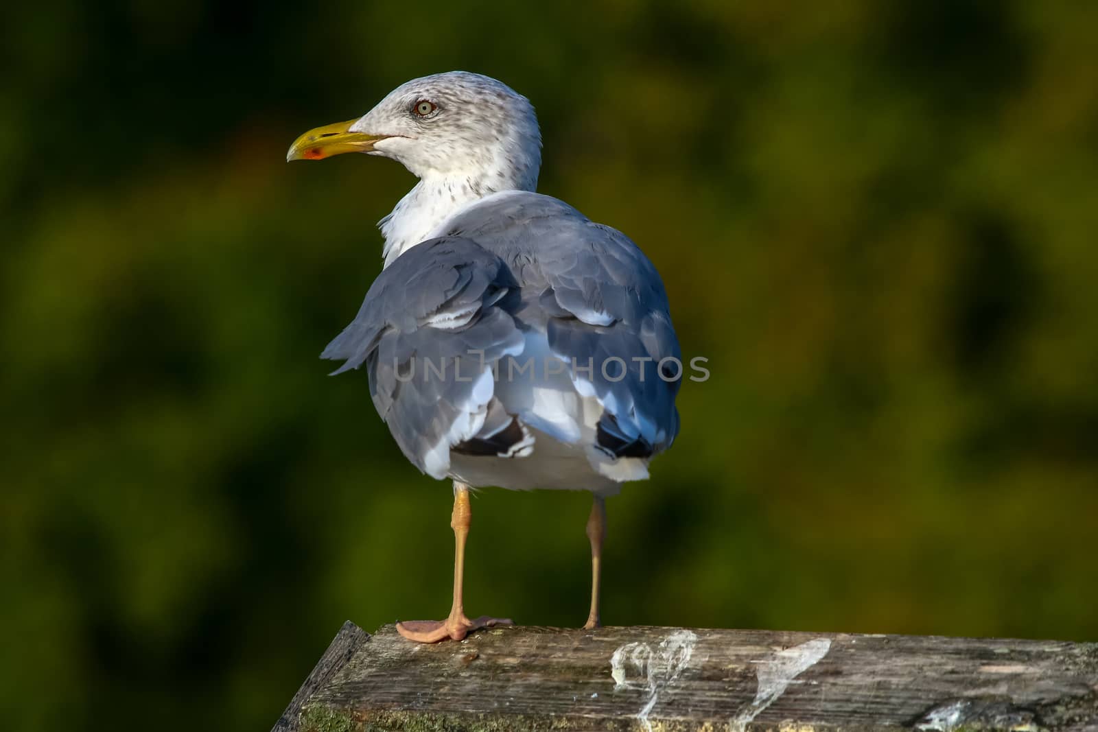 Close up of seagull standing on a pier. Seagull on the roof near Kaniera lake on a sunny autumn day. Seagull on green park background in Latvia. Seagull standing against natural green background.