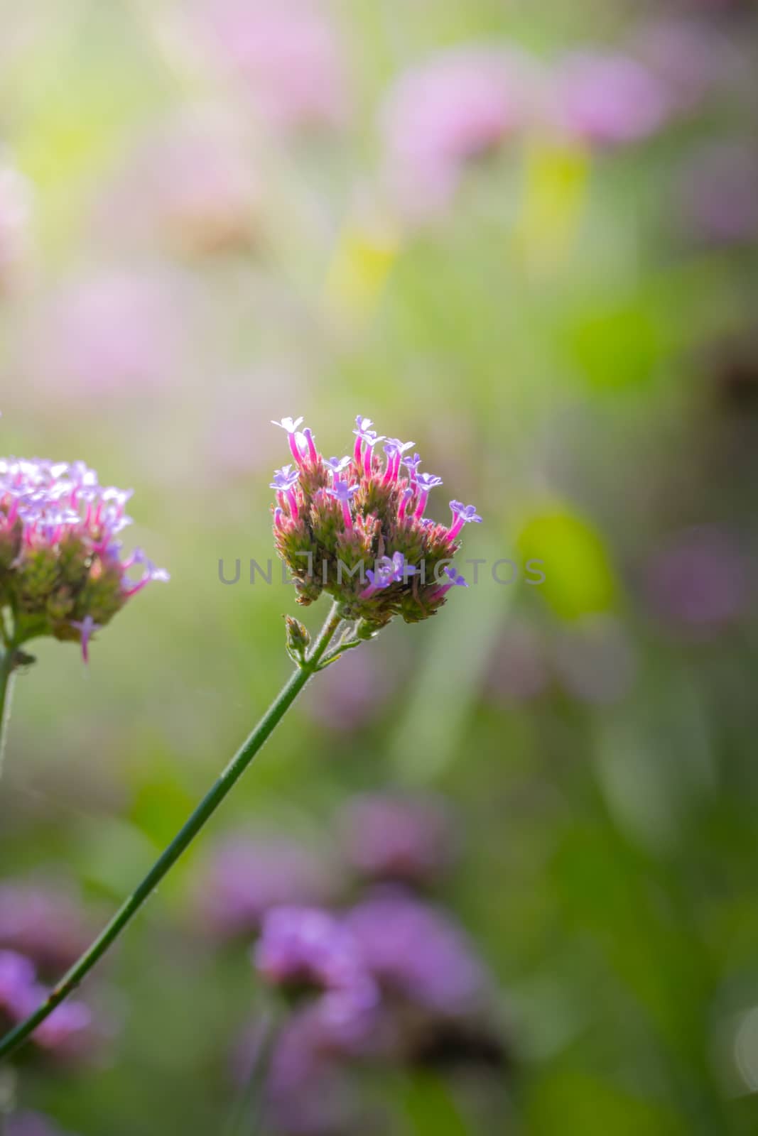 The background image of the colorful flowers, background nature