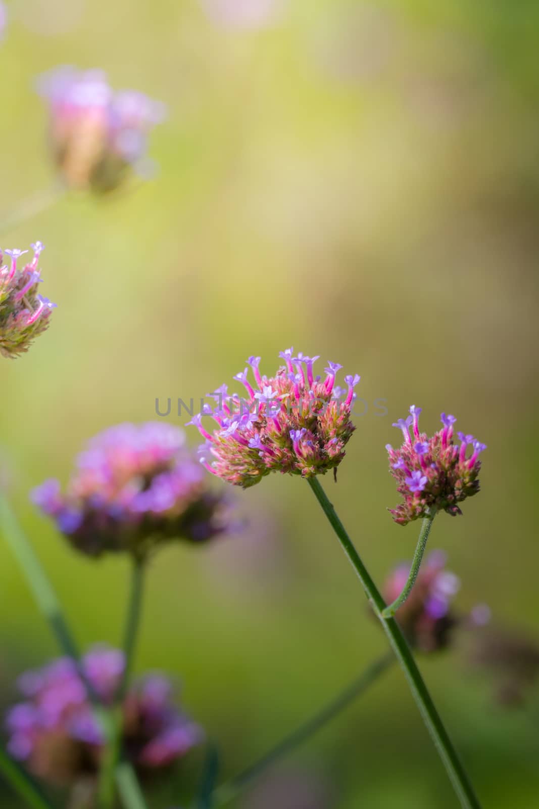 The background image of the colorful flowers, background nature