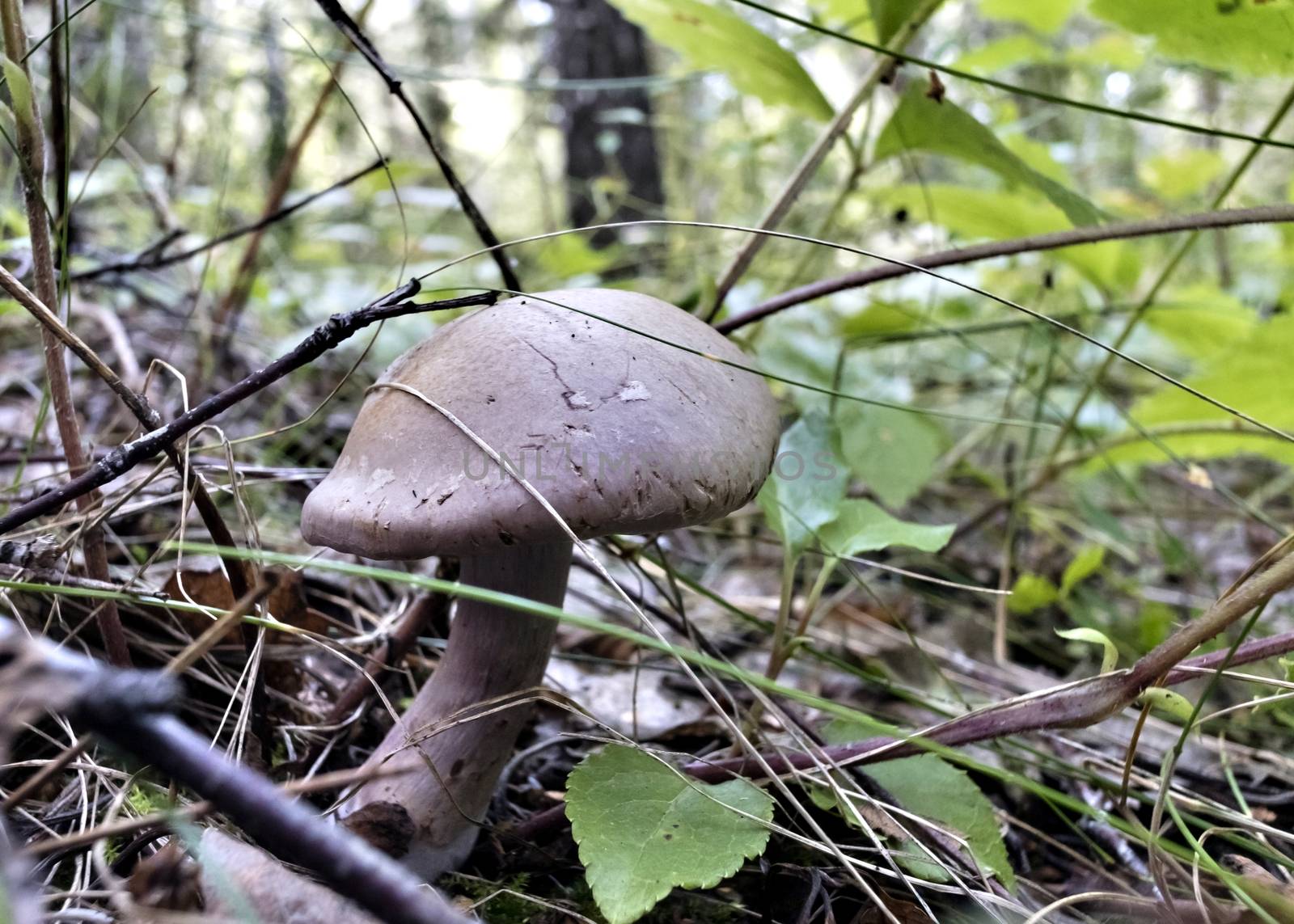 edible mushroom champignon with Latin name Agaricus grown in the forest under the leaves