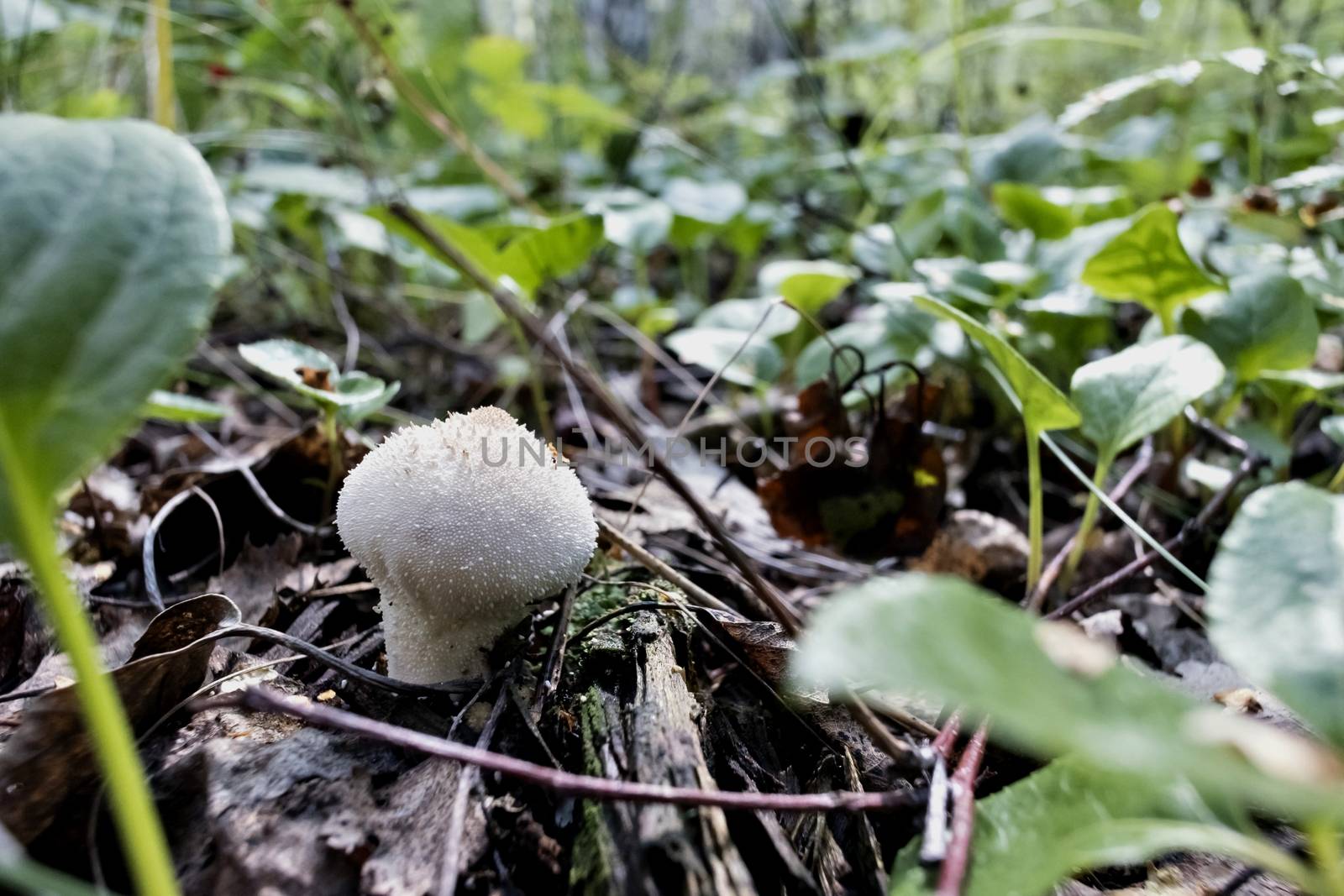 edible mushroom with the Latin name Lycoperdon grown in the woods under the leaves