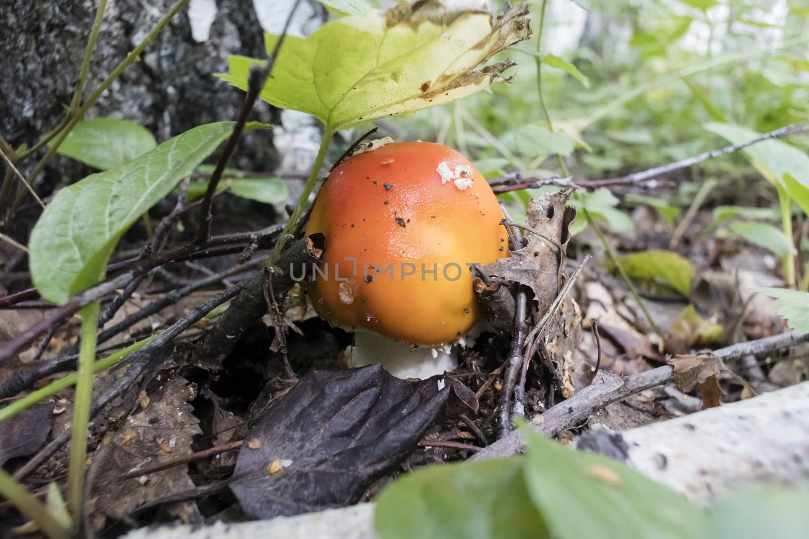 red mushroom with the Latin name Amanita muscaria grew up in the forest under a tree