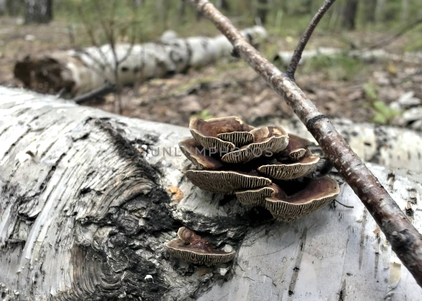 mushrooms growing on a fallen tree, macro