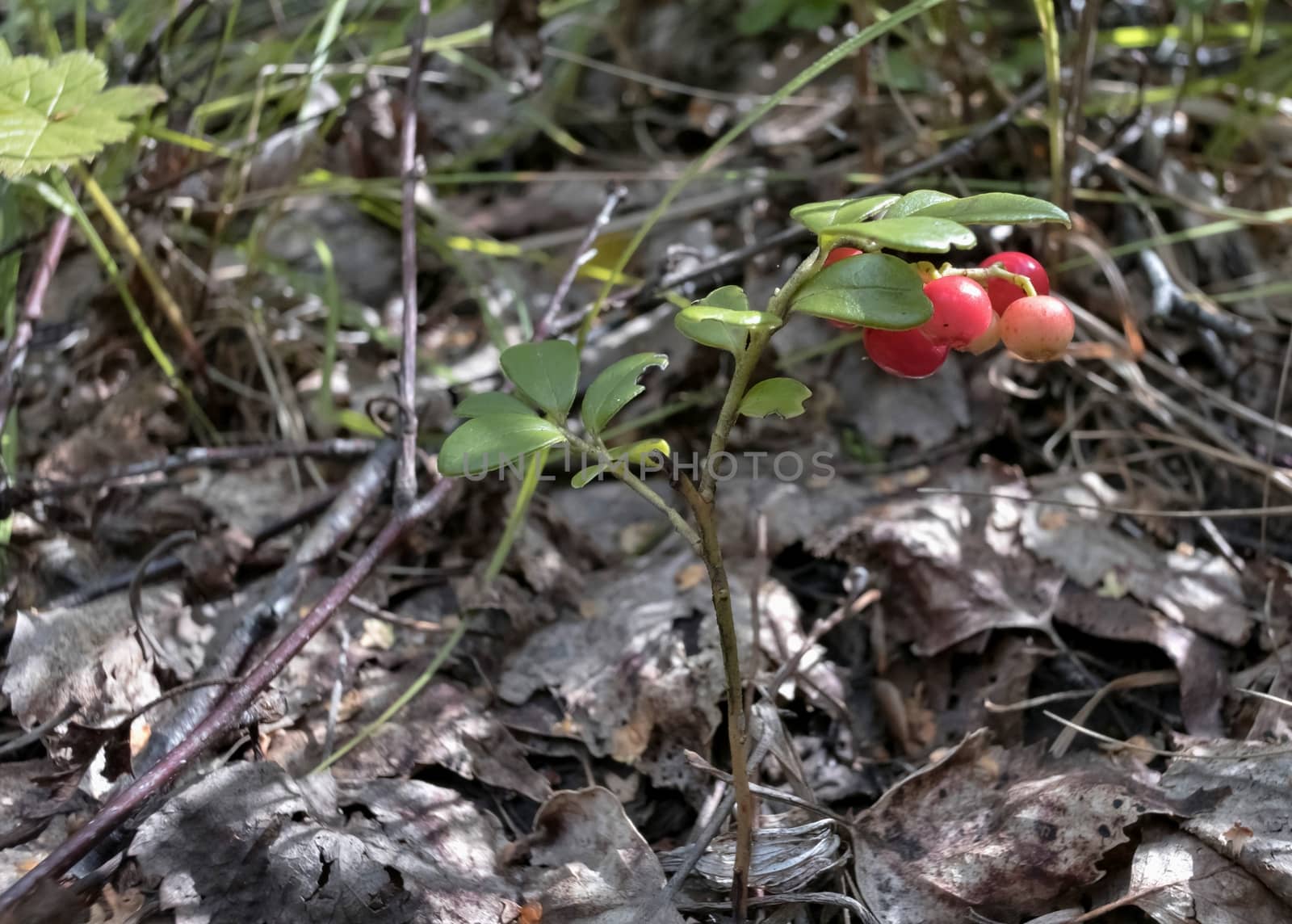 bushes of ripe cowberry growing in the woods