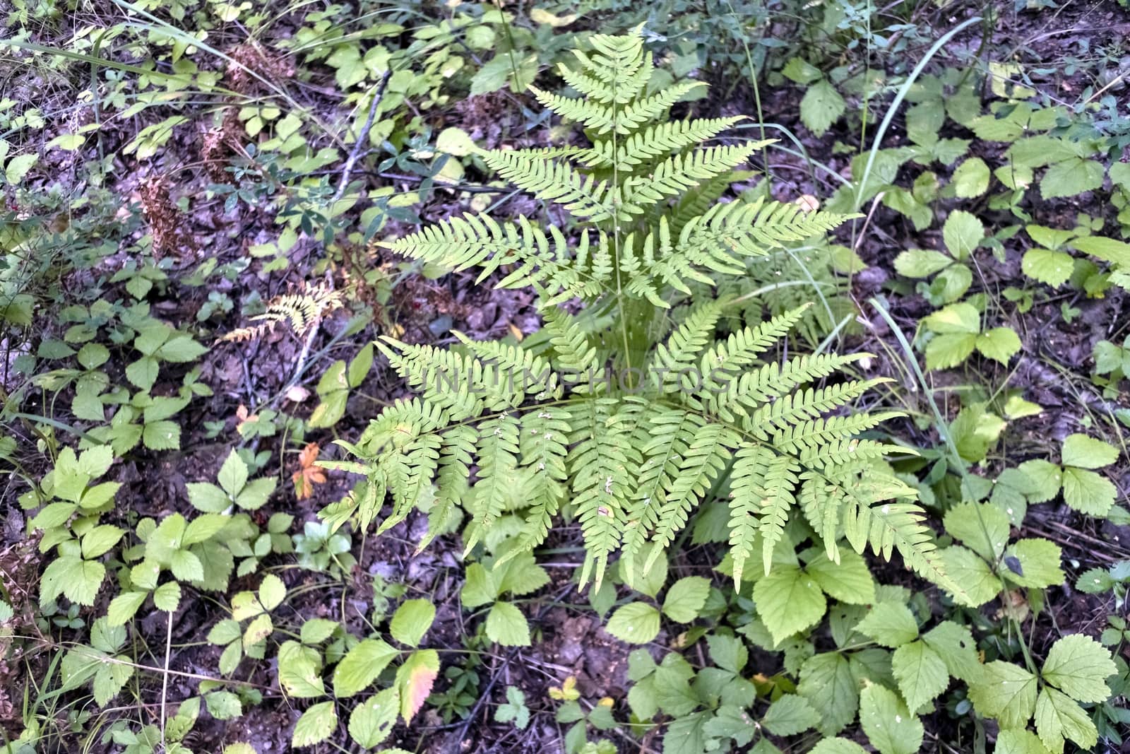 forest plant fern on the background of the forest landscape