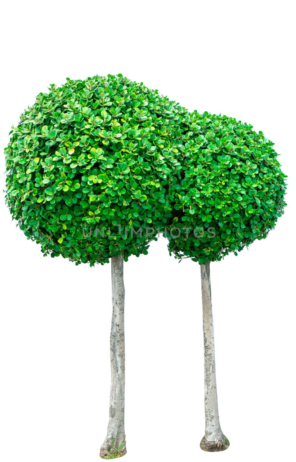 Circle shaped green tree for decorative isolated on white background. Garden decoration with trimmed bush. Green bushes for Japanese style garden design. Ornamental tree with round shape. Twin shrub. by Fahroni