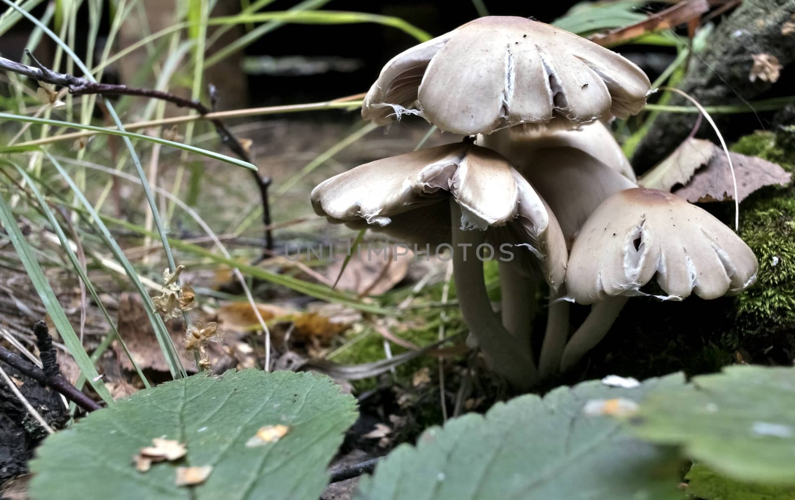 several young mushrooms grow near the roots of the tree