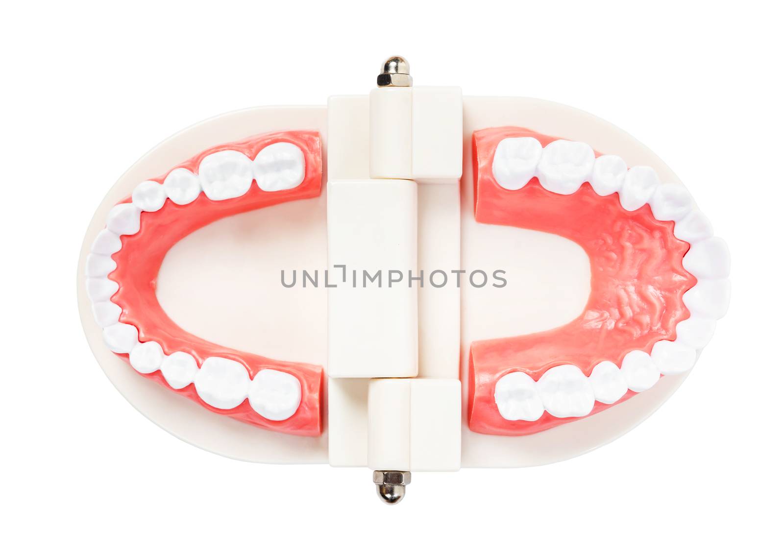 Teeth model for education isolated. by Gamjai