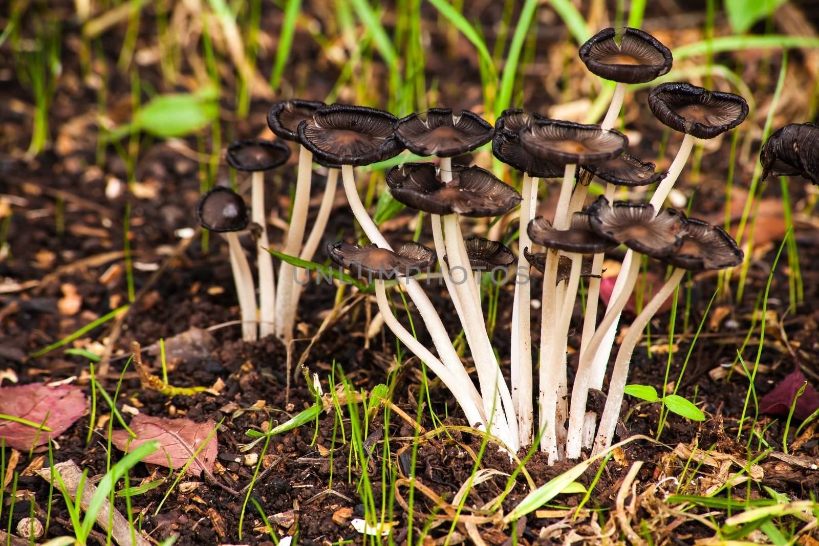A group of small mushrooms photographed in macro.