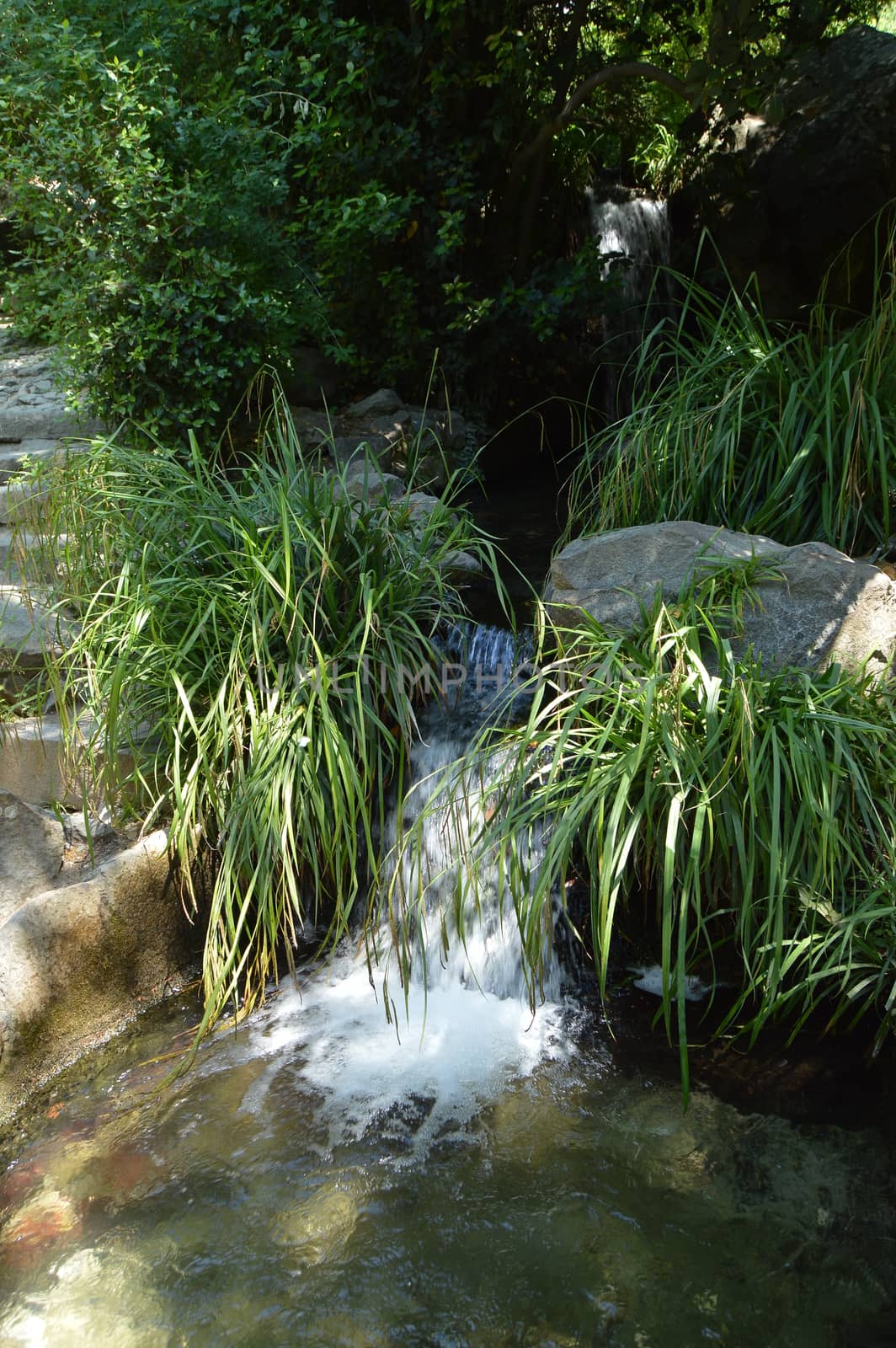 The stream cascades into a pond among green plants, a cozy landscape for relaxation and meditation in the Park.