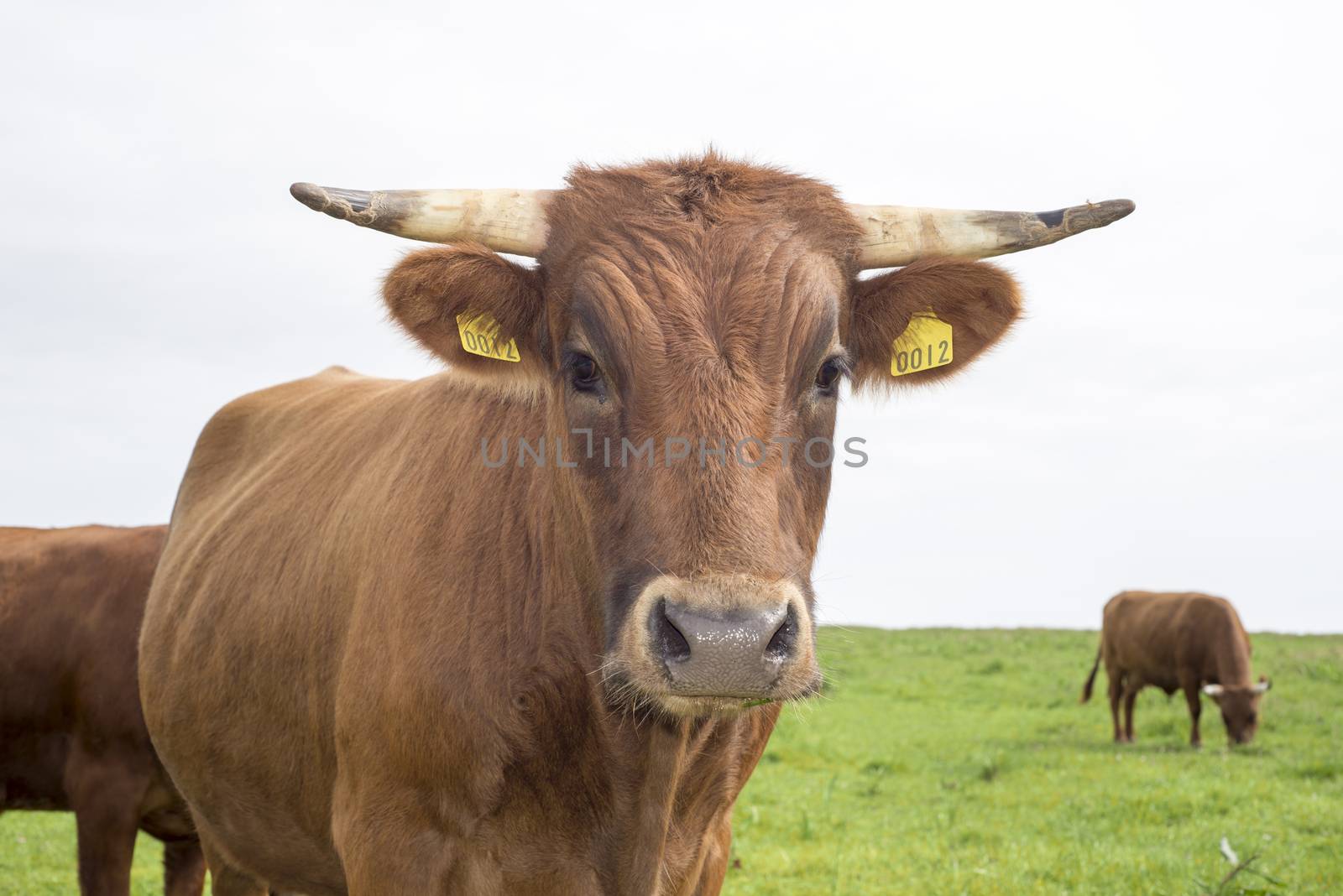 jersey cattle against sky by morrbyte