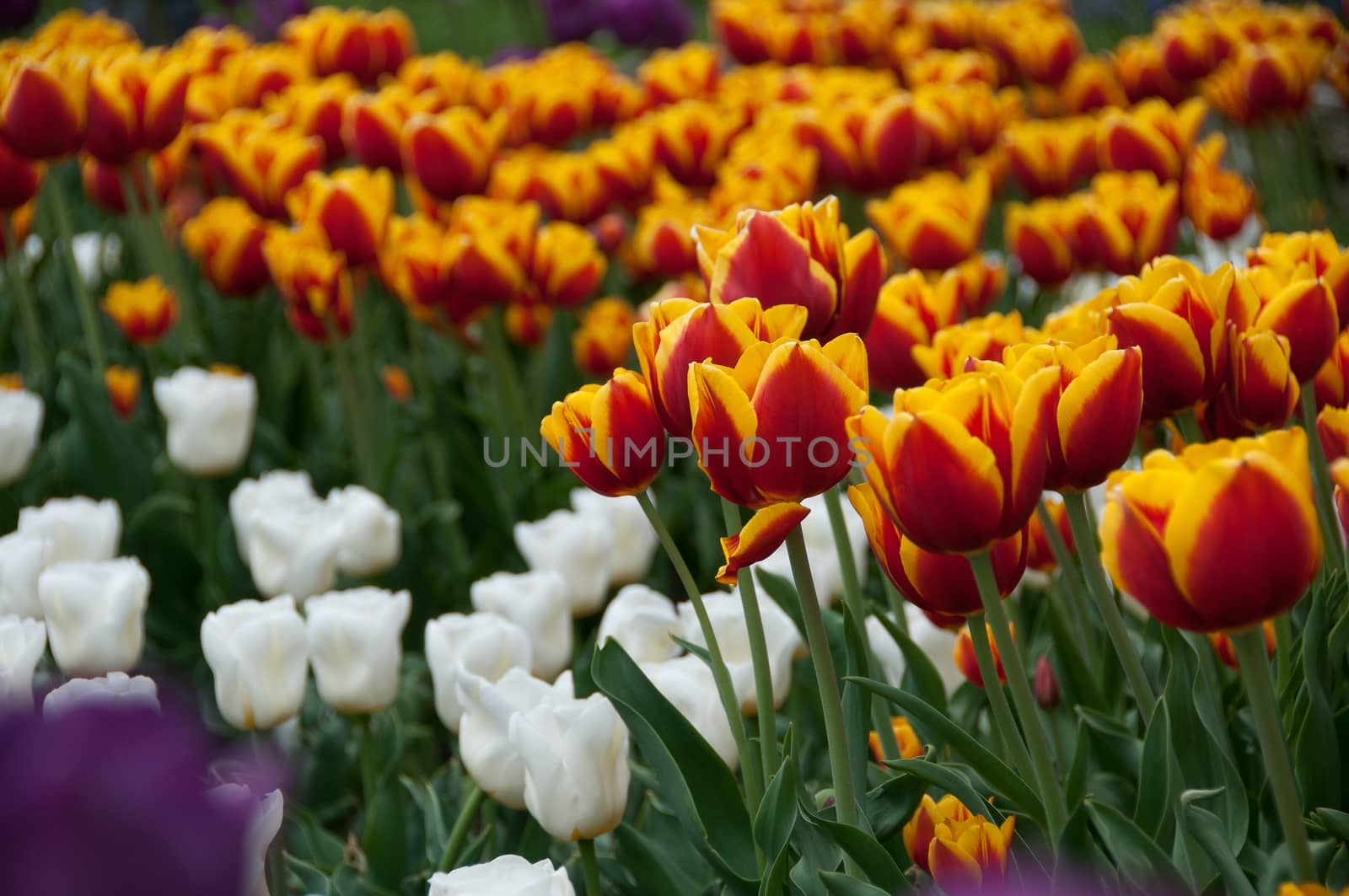 Field of colorful tulips in spring by asafaric