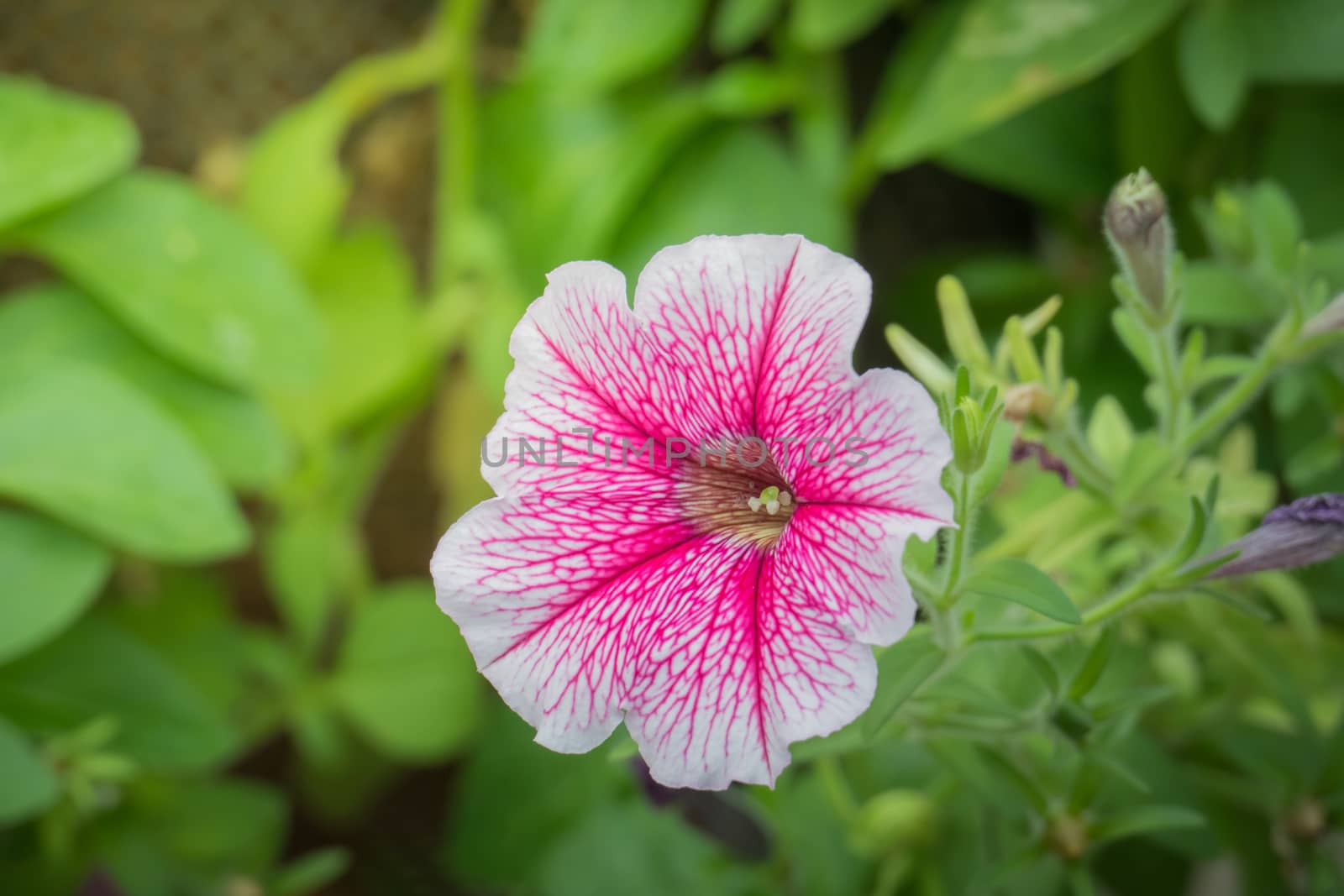 The background image of the colorful flowers, background nature