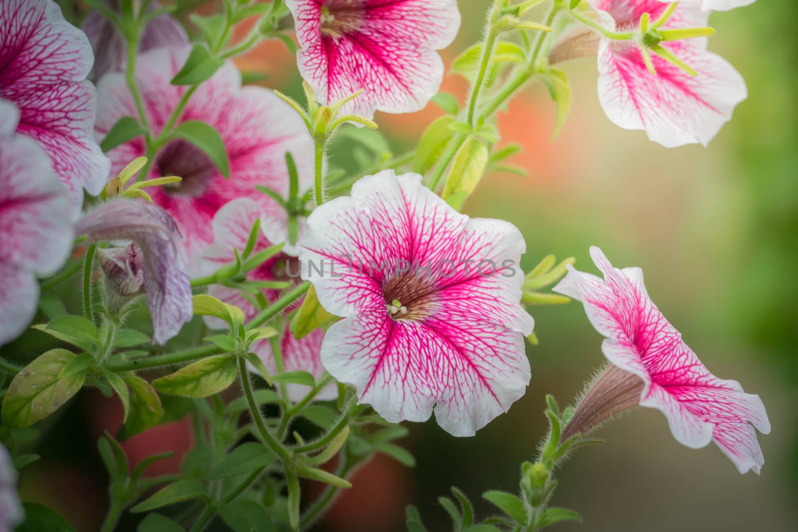 The background image of the colorful flowers, background nature