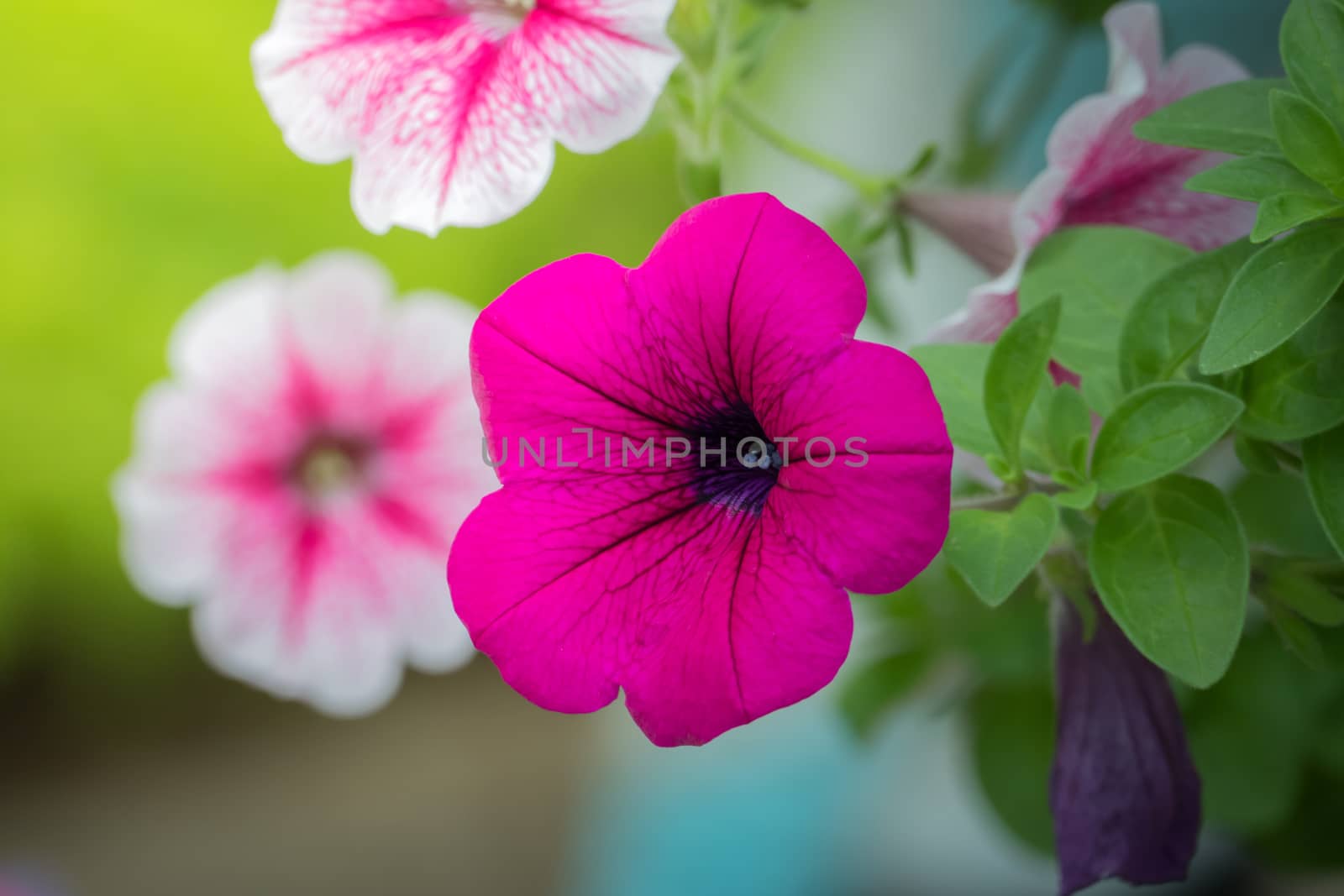 The background image of the colorful flowers, background nature