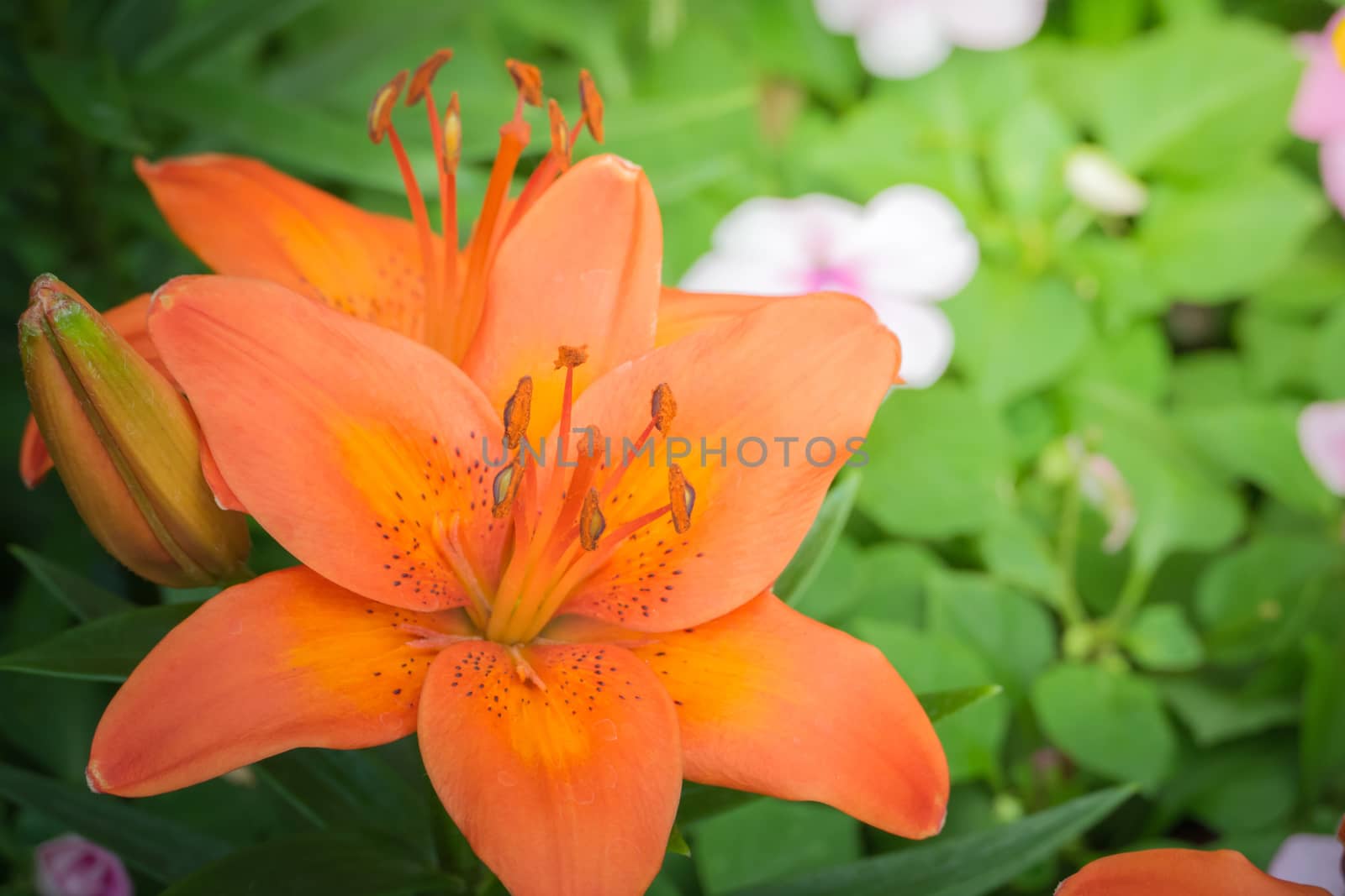 The background image of the colorful flowers, background nature