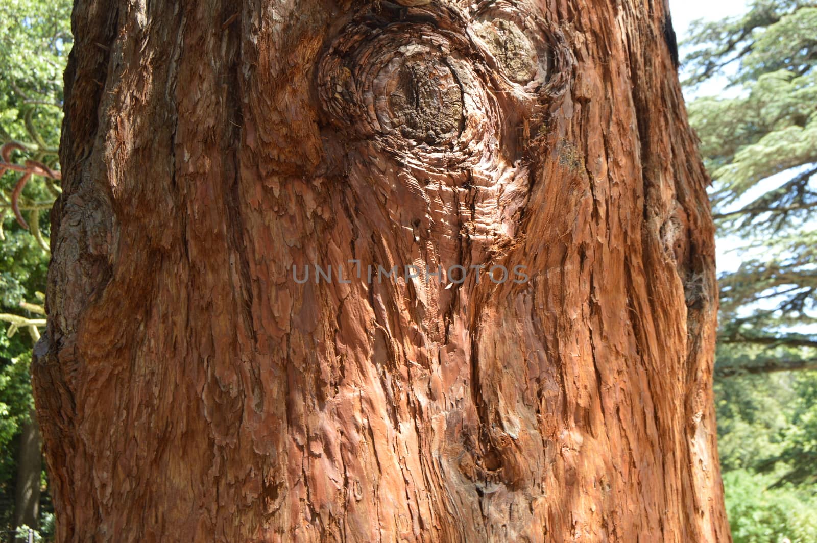 Natural background, brown trunk of a growing Sequoia tree.