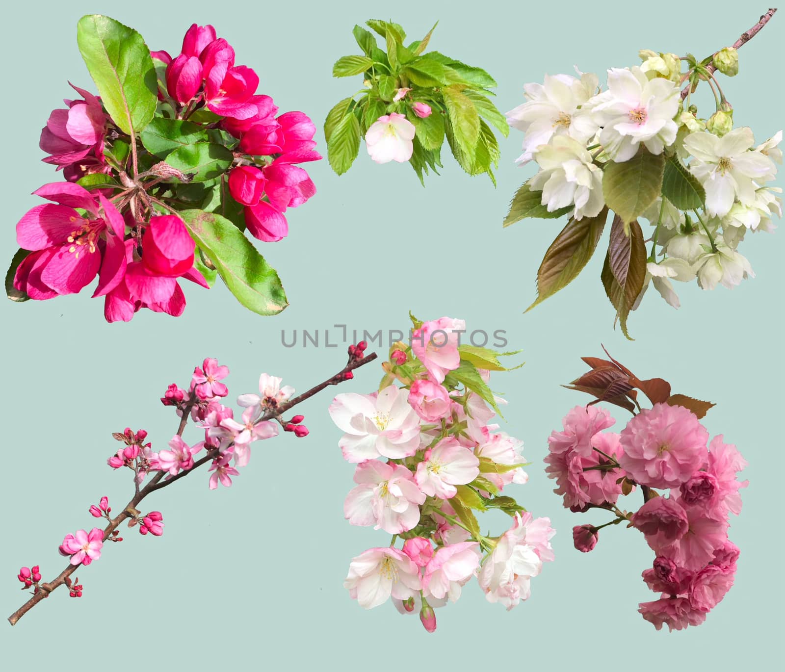 spring flowers isolated on light background. Flowers of blooming garden blossoms of collection cherry and apple tree twig.