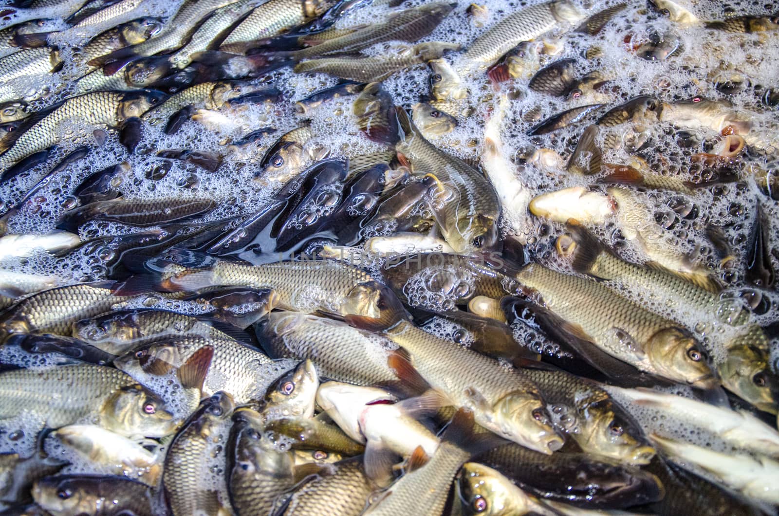 Young carp fish from a fish farm in a barrel are transported for release into the reservoir.