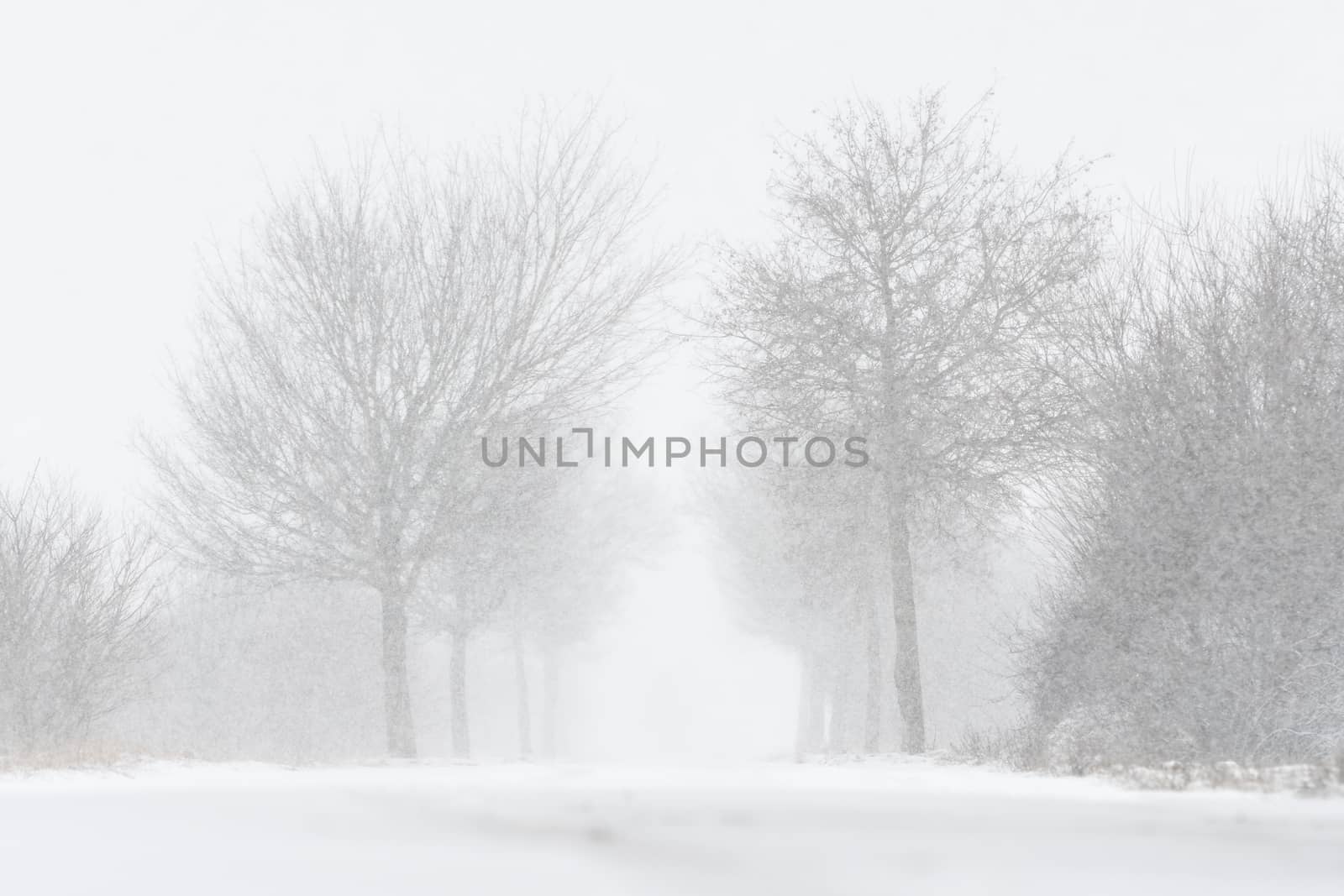 Road with trees and strong snowfall by w20er