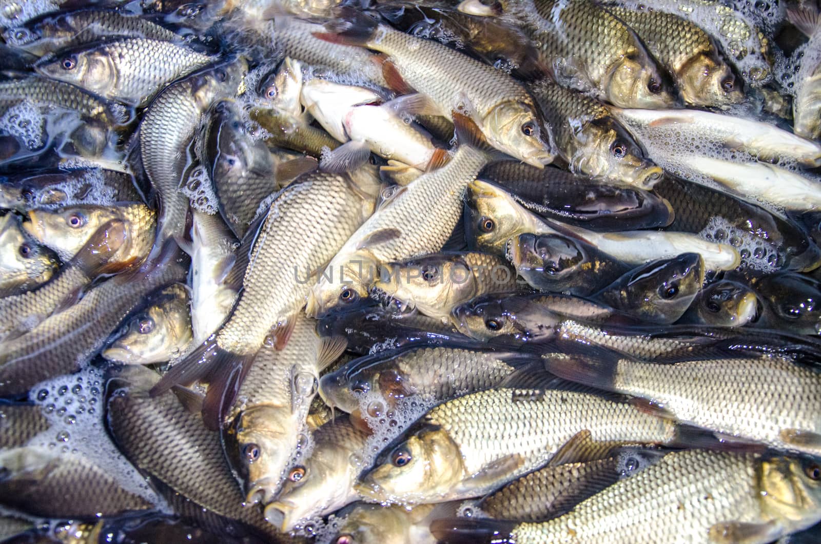 Young carp fish from a fish farm in a barrel are transported for release into the reservoir.