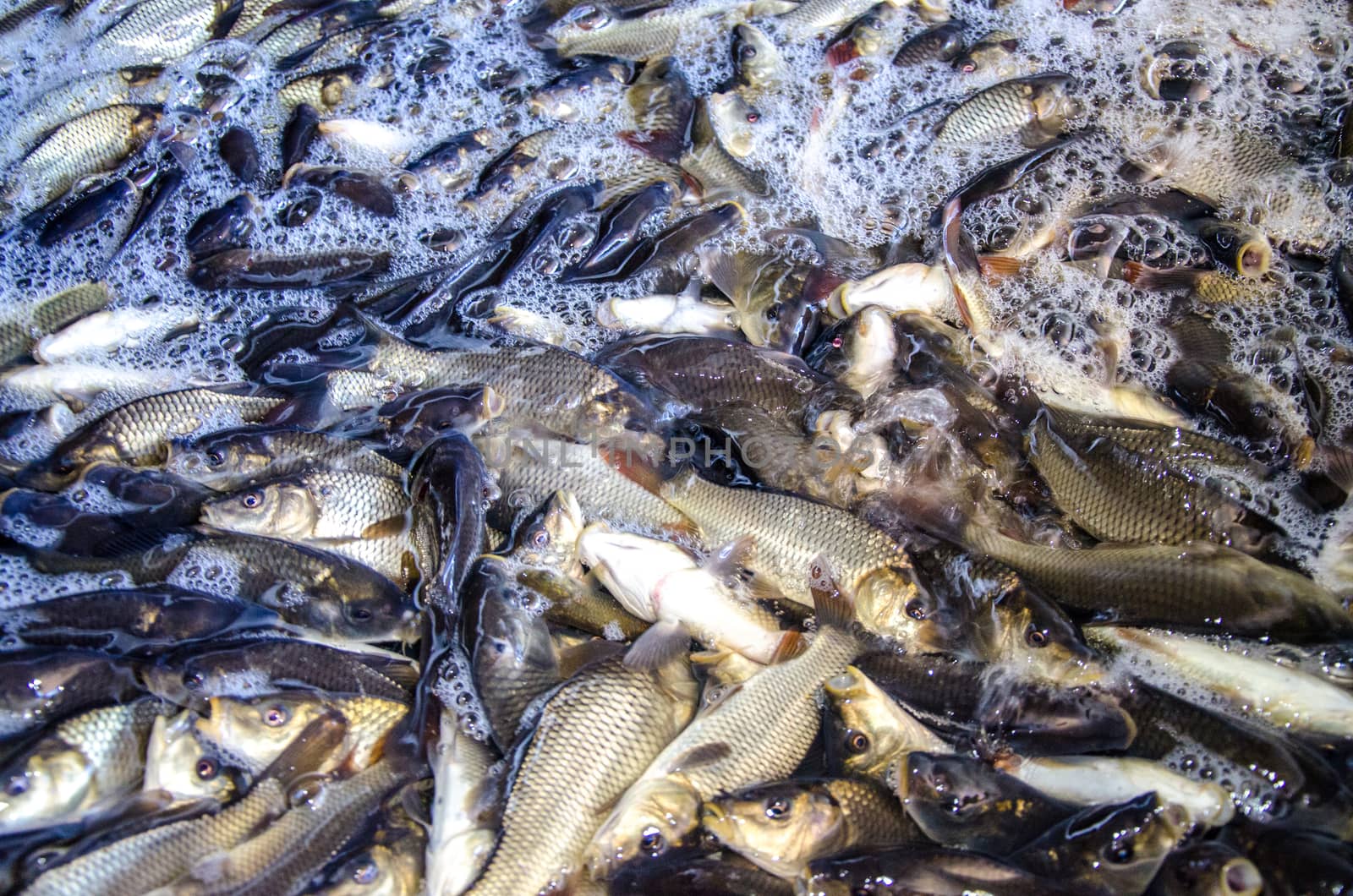 Young carp fish from a fish farm in a barrel are transported for release into the reservoir.