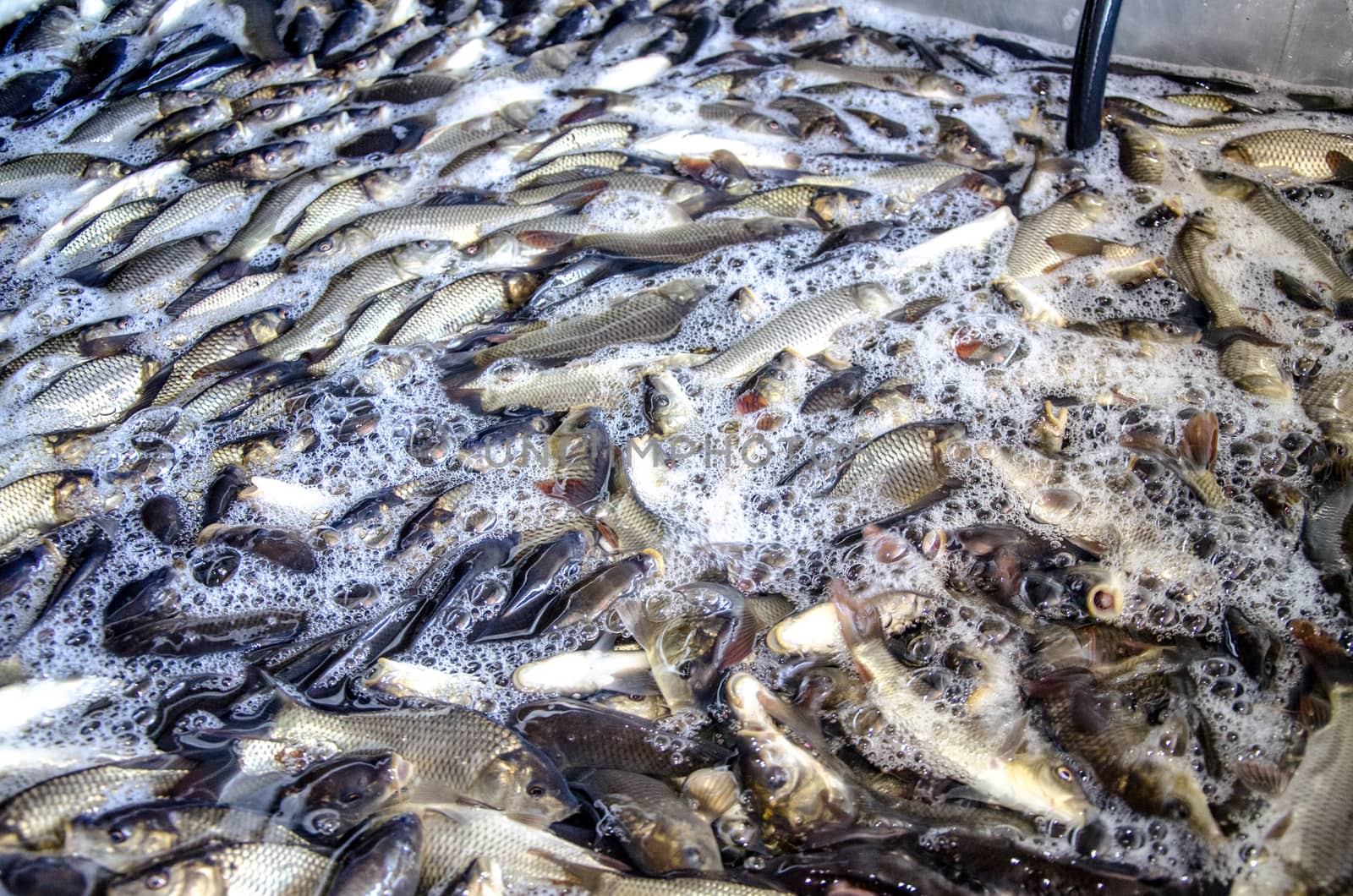 Young carp fish from a fish farm in a barrel are transported for release into the reservoir.