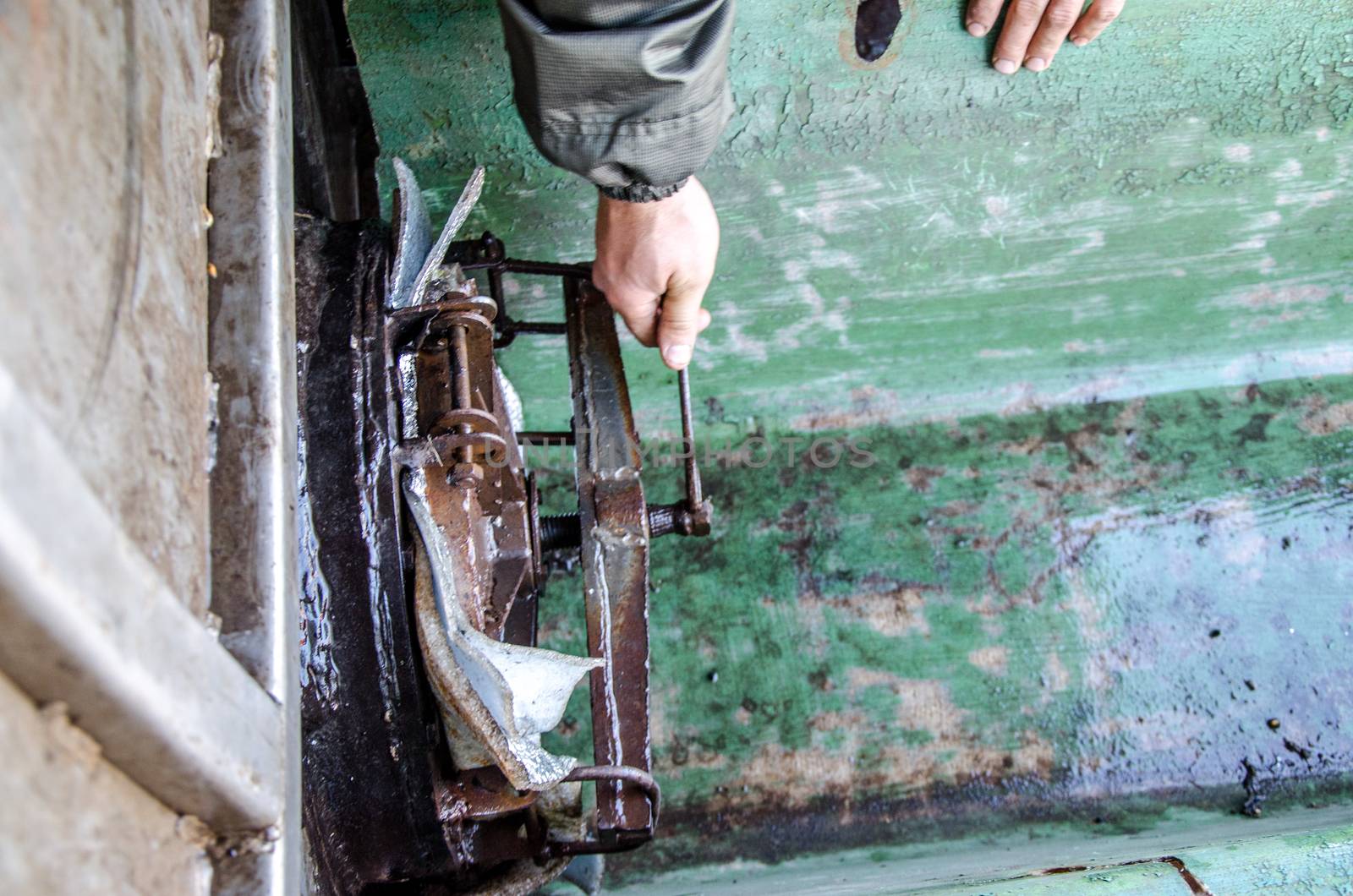 A hand A hand opens a metal barrel with young carp to release fish into the pond.opens a metal barrel with young carp to release fish into the pond.