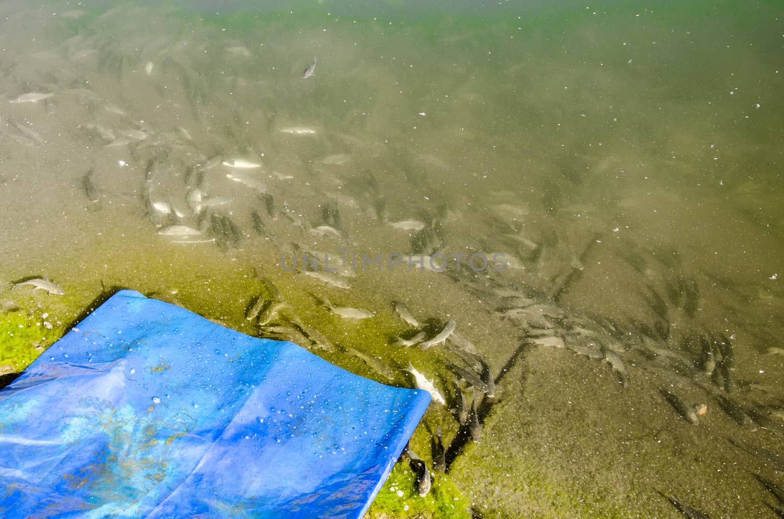 Young carp fish from fish farms released into the reservoir.