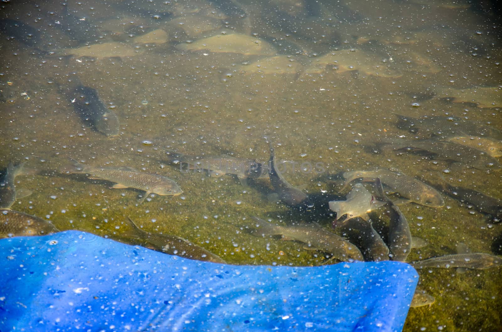 Young carp fish from fish farms released into the reservoir.