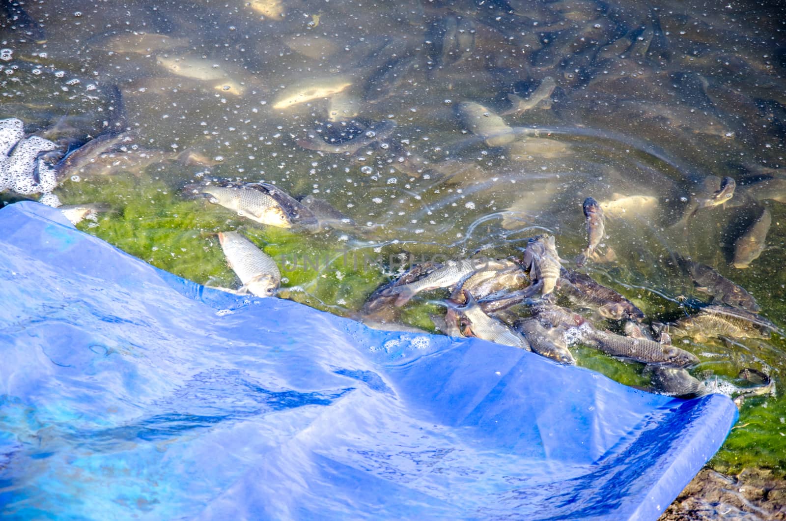 Young carp fish from fish farms released into the reservoir.