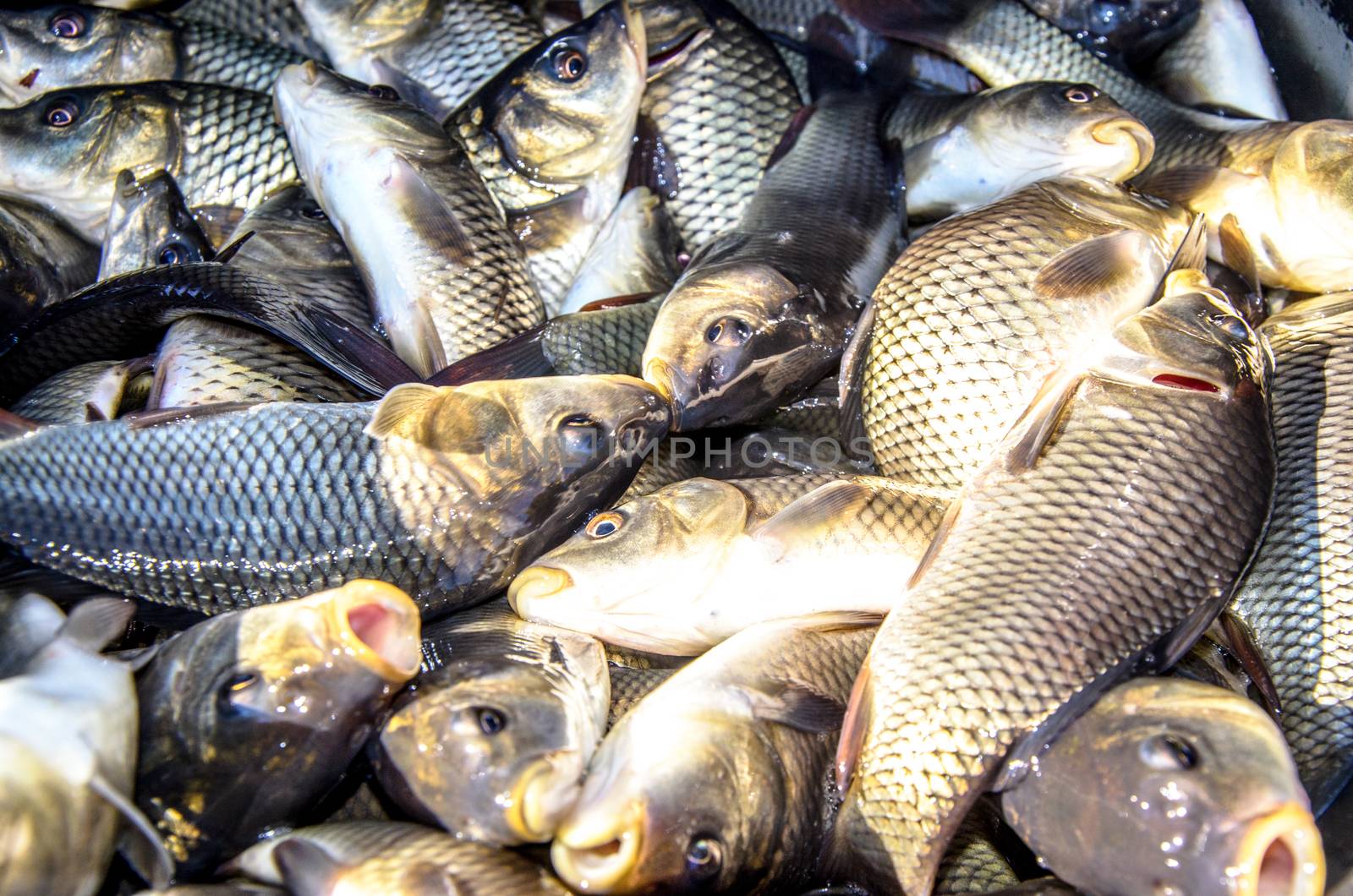 Young carp fish from a fish farm in a barrel are transported for release into the reservoir.