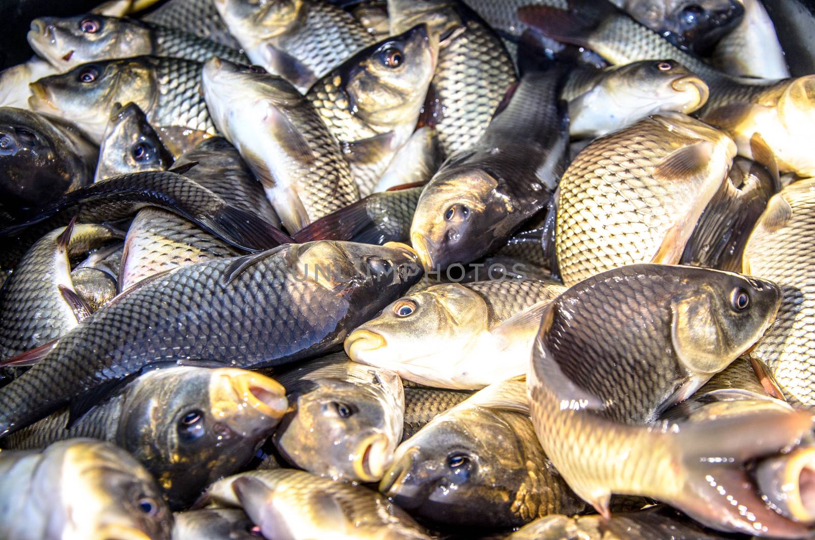 Young carp fish from a fish farm in a barrel are transported for release into the reservoir.