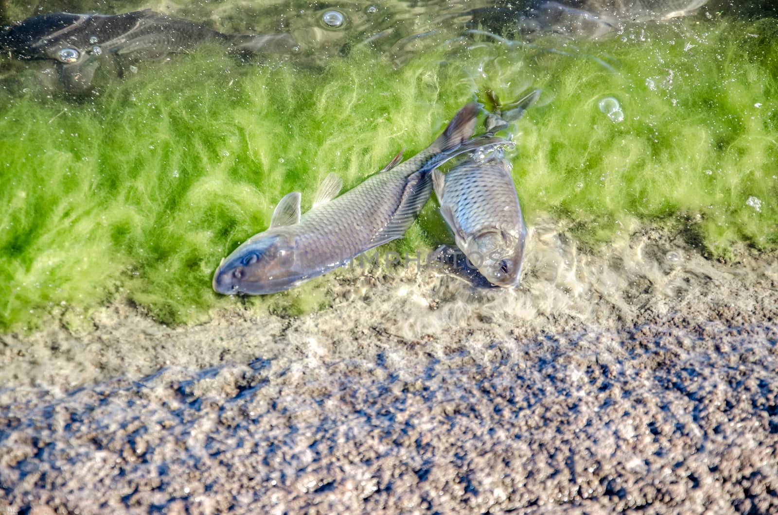 Young carp fish from fish farms released into the reservoir.