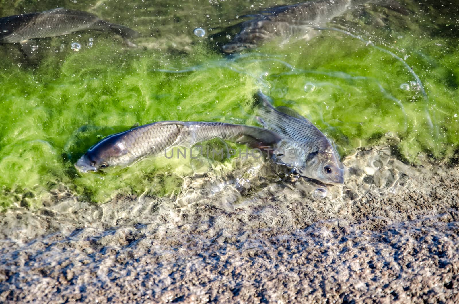 Young carp fish from fish farms released into the reservoir.