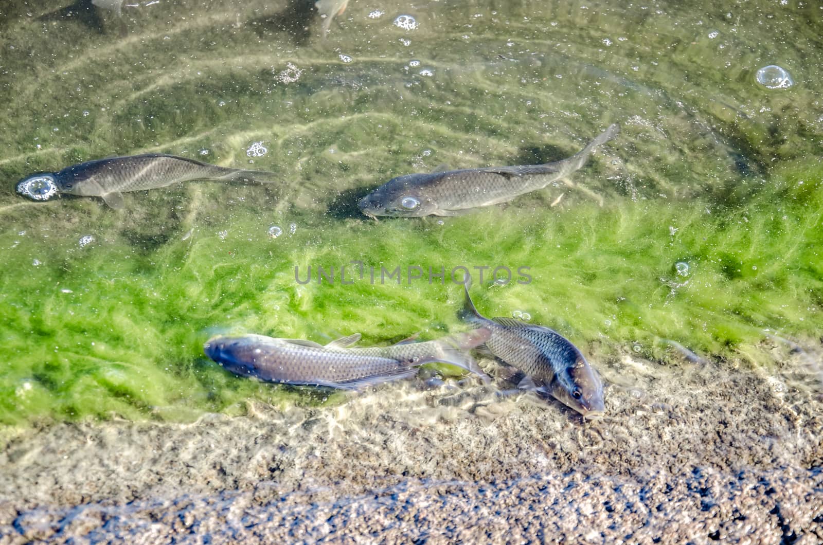 Young carp fish from fish farms released into the reservoir.