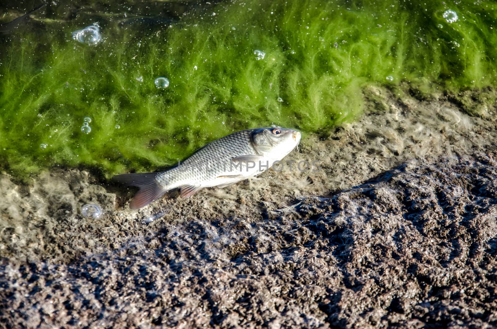 Young carp fish from fish farms released into the reservoir.