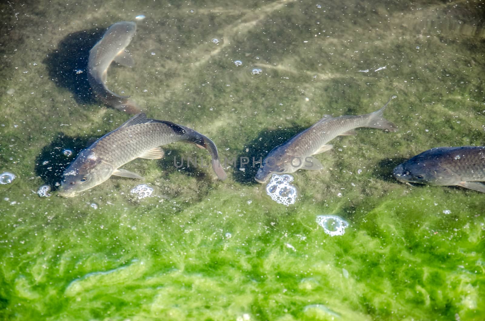 Young carp fish from fish farms released into the reservoir.