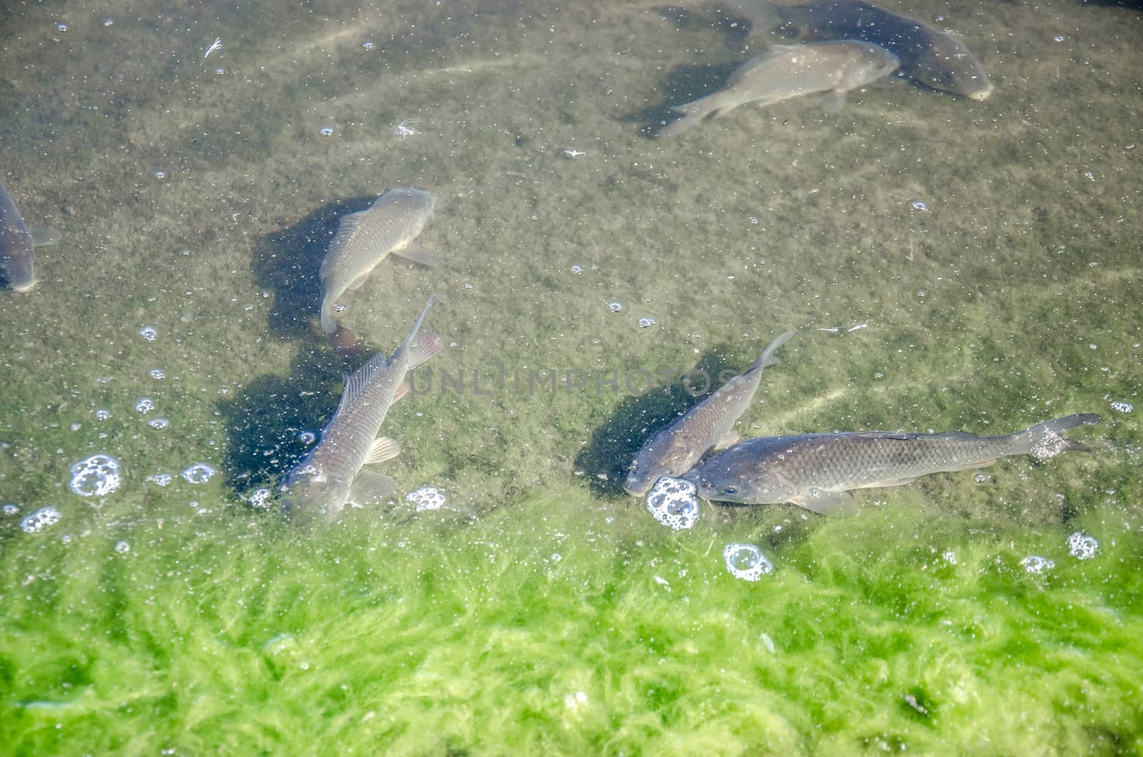 Young carp fish from fish farms released into the reservoir.