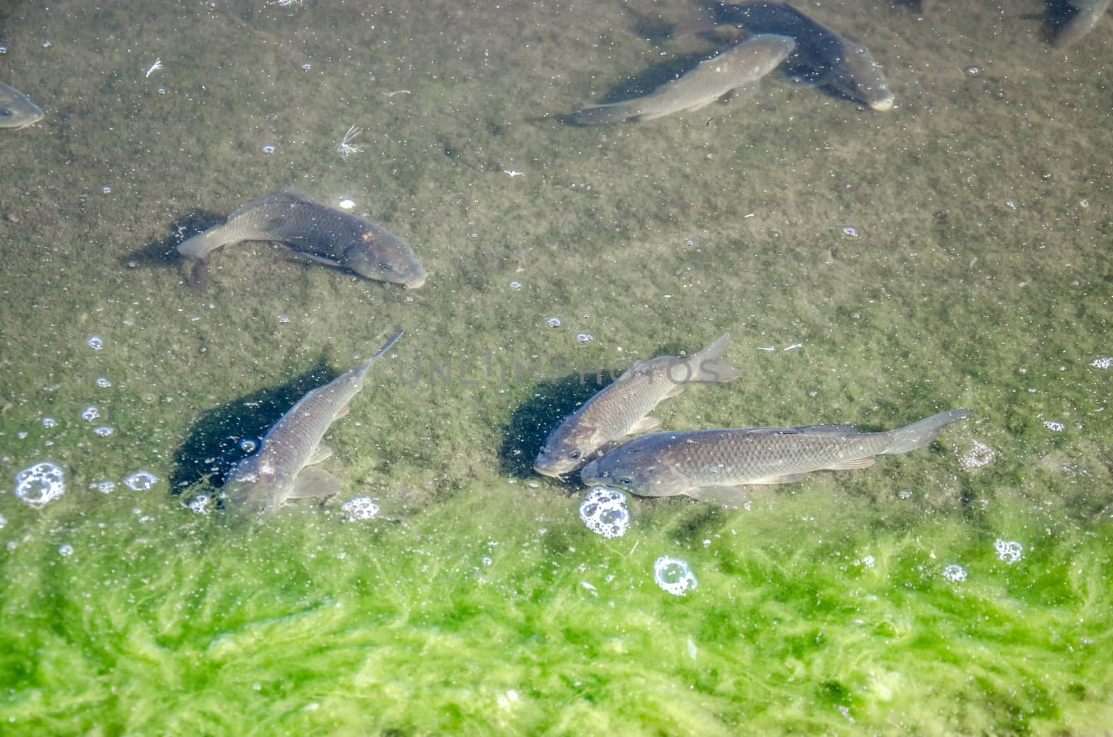 Young carp fish from fish farms released into the reservoir.