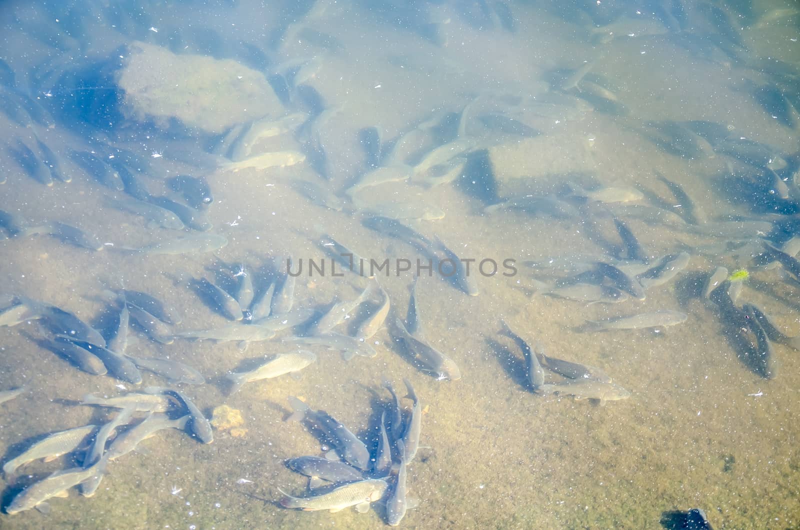 Young carp fish from fish farms released into the reservoir.