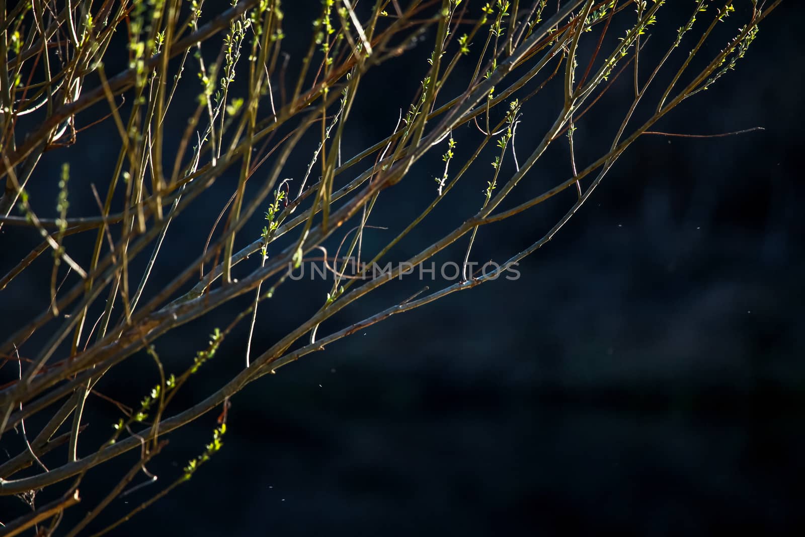 Closeup of bush. Bush and insects on the background of river. Wild bush. Nature bush near the river in Latvia. Abstract background of bush and river; Wild bush in spring, Latvia. Bush on dark river background.