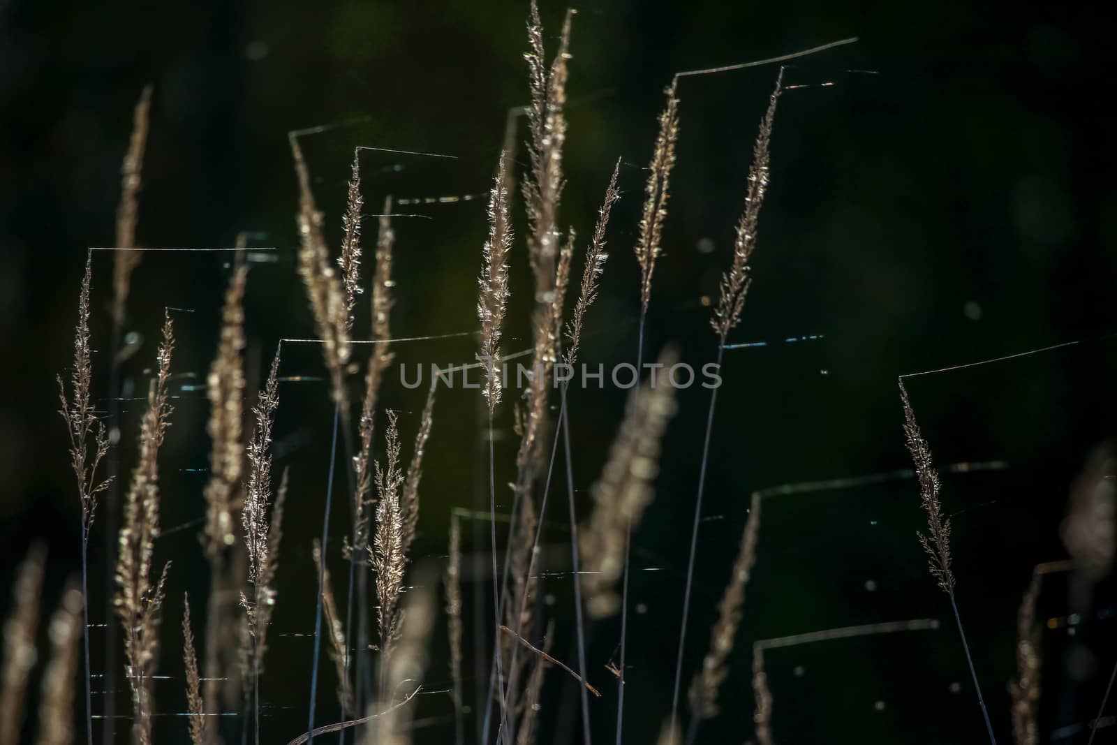 Closeup of grass. Grass with spider web on the background of river. Wild grass. Nature grass near the river in Latvia. Abstract background of grass and river; Wild grass in spring, Latvia. Grass on dark river background.