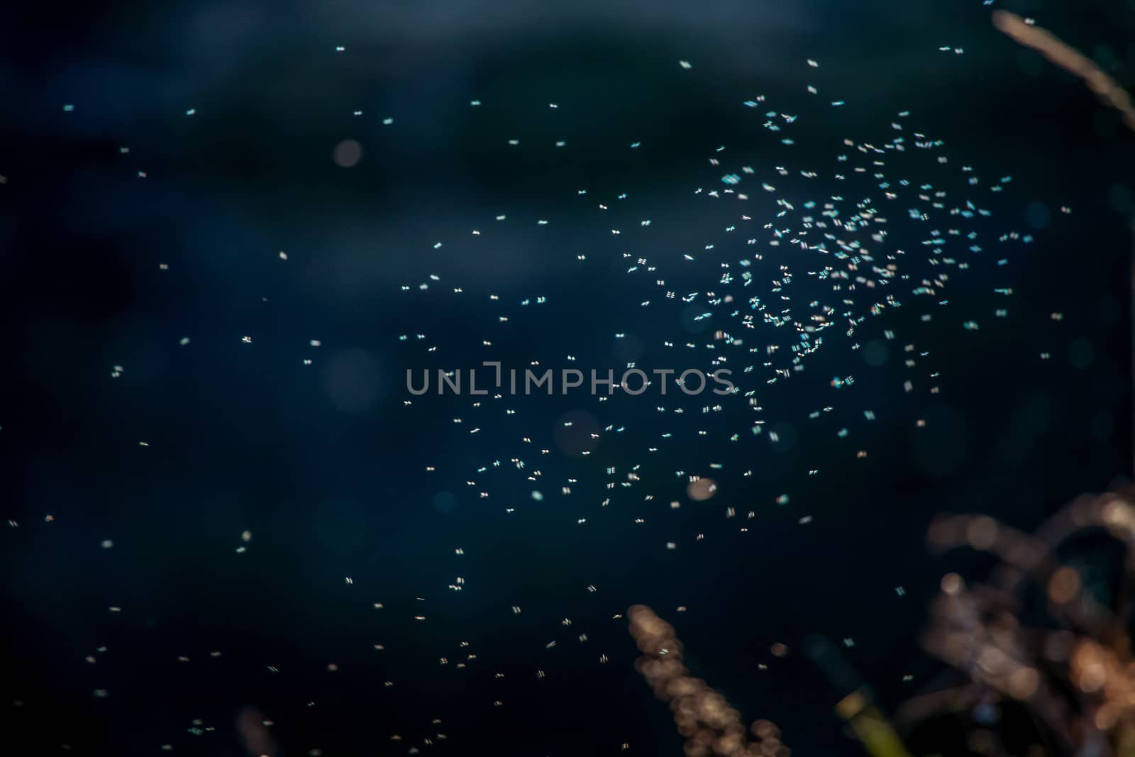 Insects on the background of river. Mosquitoes near the river in Latvia. Abstract background of insects and river; Insects in spring, Latvia. Flying insects on dark river background.